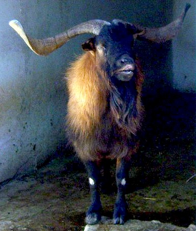 Juan Fernandez Goat